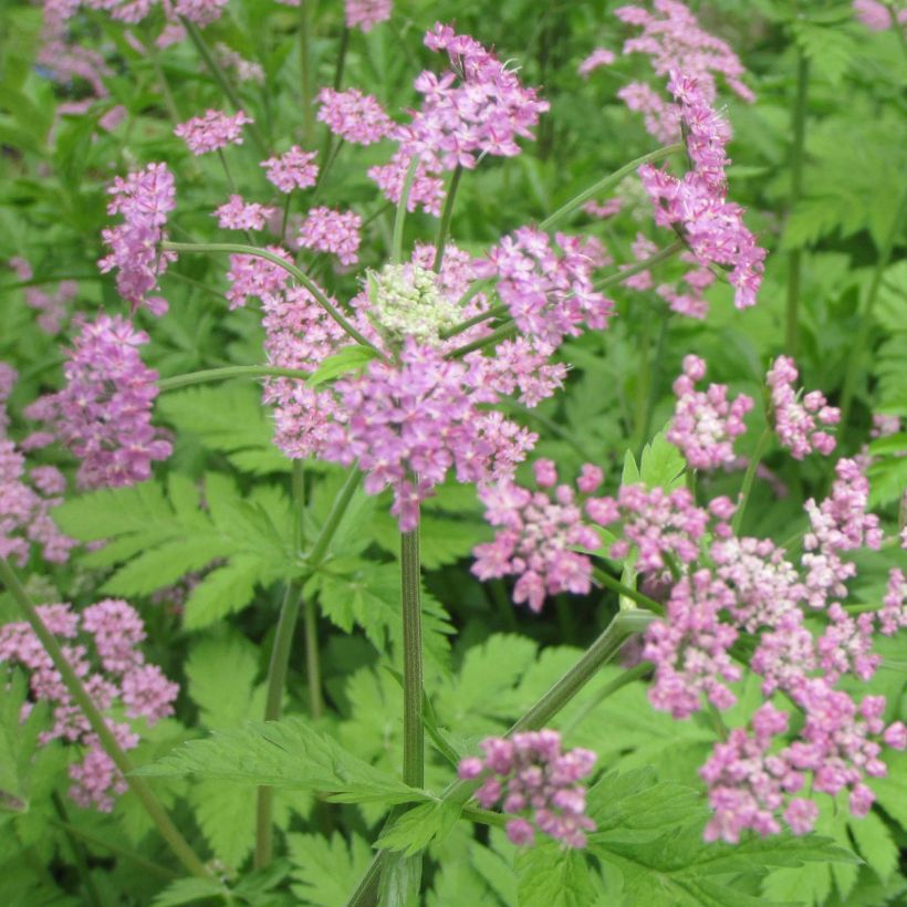 Pimpinella major Rosea - Grand boucage (Floraison)