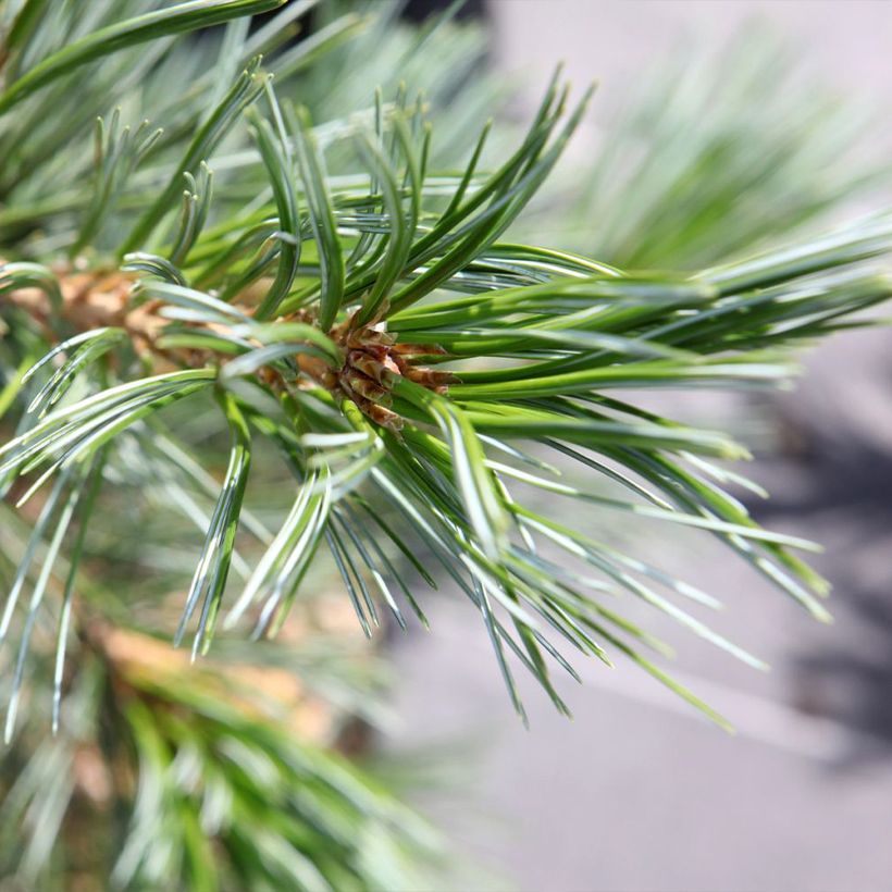 Pin - Pinus flexilis Vanderwolf's Pyramid (Feuillage)