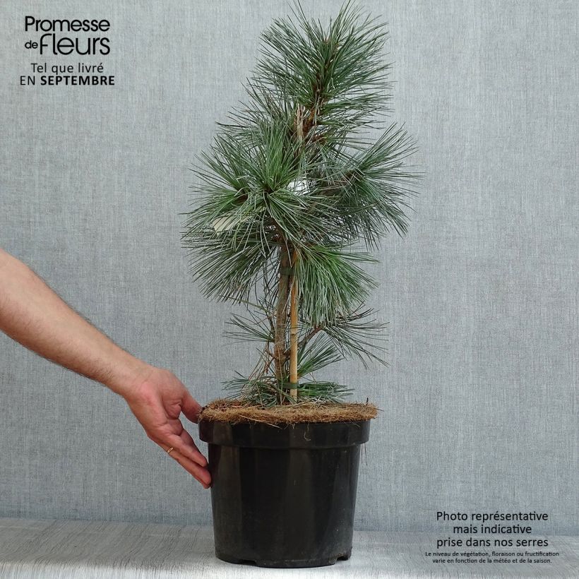 Spécimen de Pin - Pinus flexilis Vanderwolf's Pyramid Pot de 7,5L/10L tel que livré en été