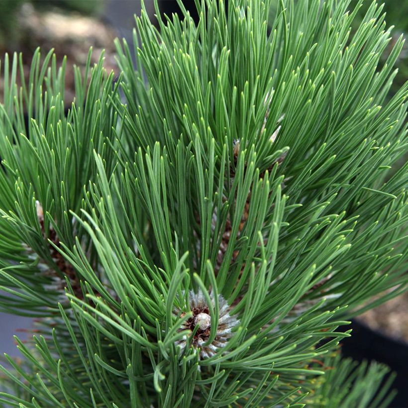 Pin de Bosnie - Pinus heldreichii Malinkii (Feuillage)