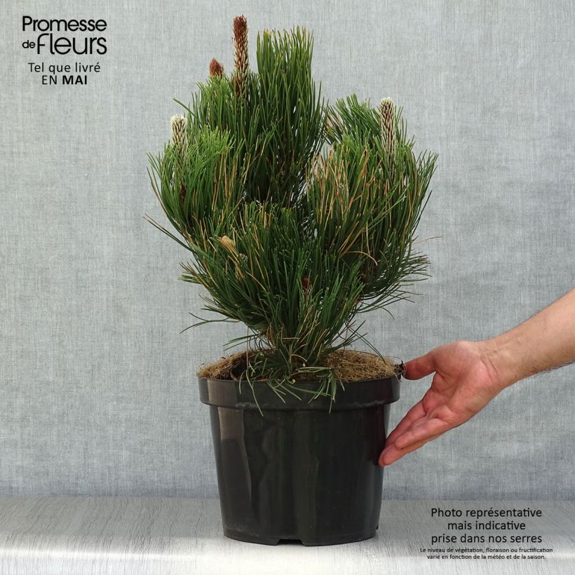 Spécimen de Pin - Pinus heldreichii Satellit tel que livré au printemps