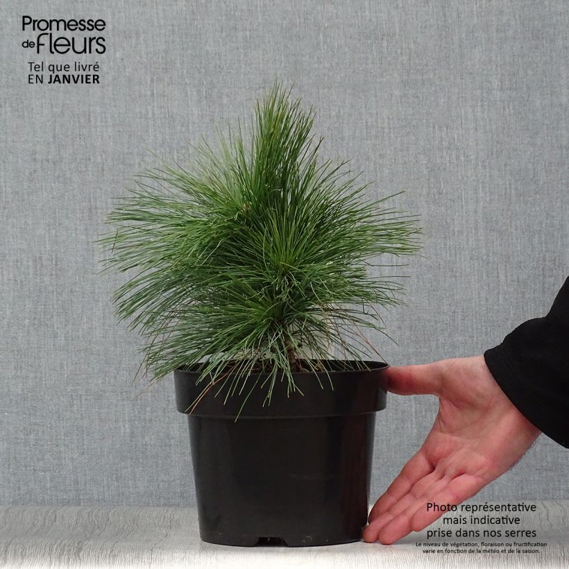Spécimen de Pin - Pinus schwerinii Wiethorst tel que livré en hiver