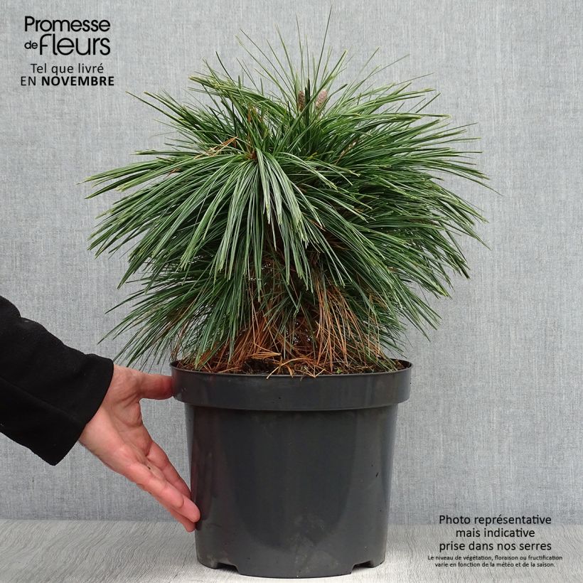 Spécimen de Pin - Pinus schwerinii Wiethorst tel que livré en automne
