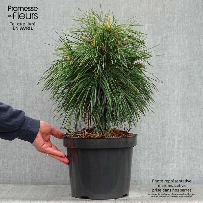 Spécimen de Pin - Pinus schwerinii Wiethorst en pot de 7,5l/10l tel que livré au printemps