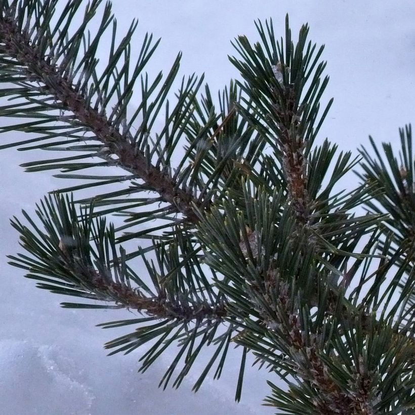 Pin noir du Japon - Pinus thunbergii Kotobuki (Feuillage)