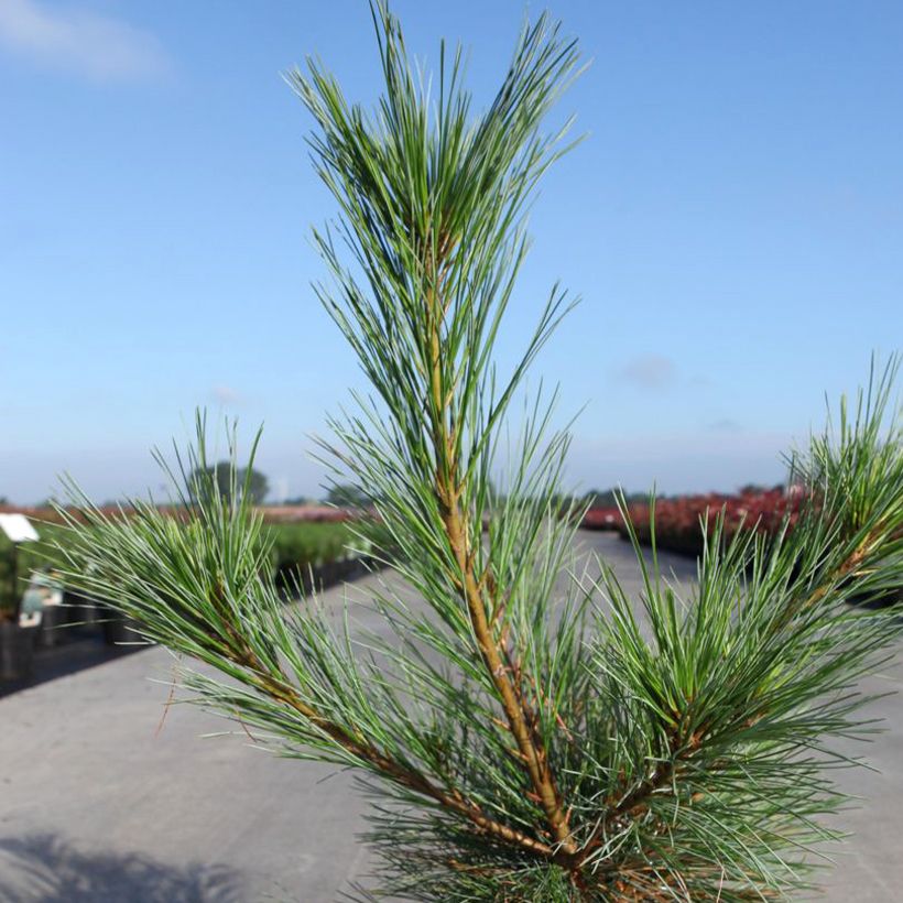 Pin Weymouth - Pinus strobus Blue Shag (Feuillage)