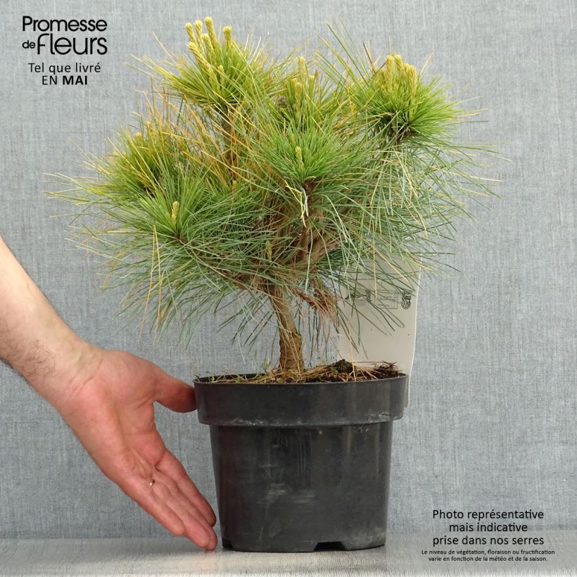 Spécimen de Pin Weymouth - Pinus strobus Blue Shag tel que livré au printemps