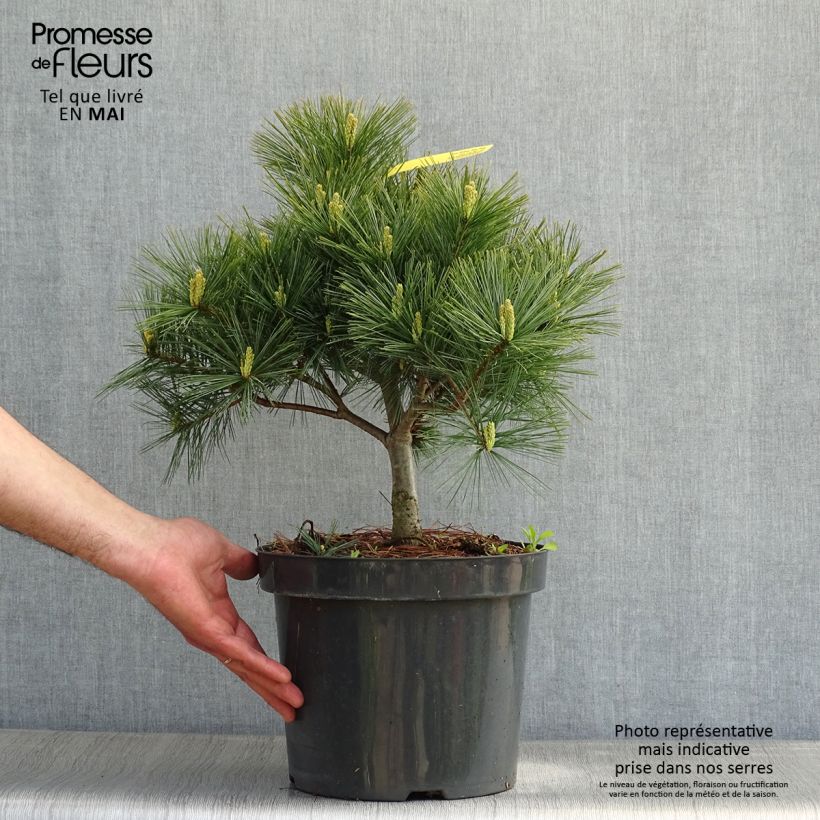 Spécimen de Pin Weymouth - Pinus strobus Blue Shag en pot de 7,5l/10l tel que livré au printemps