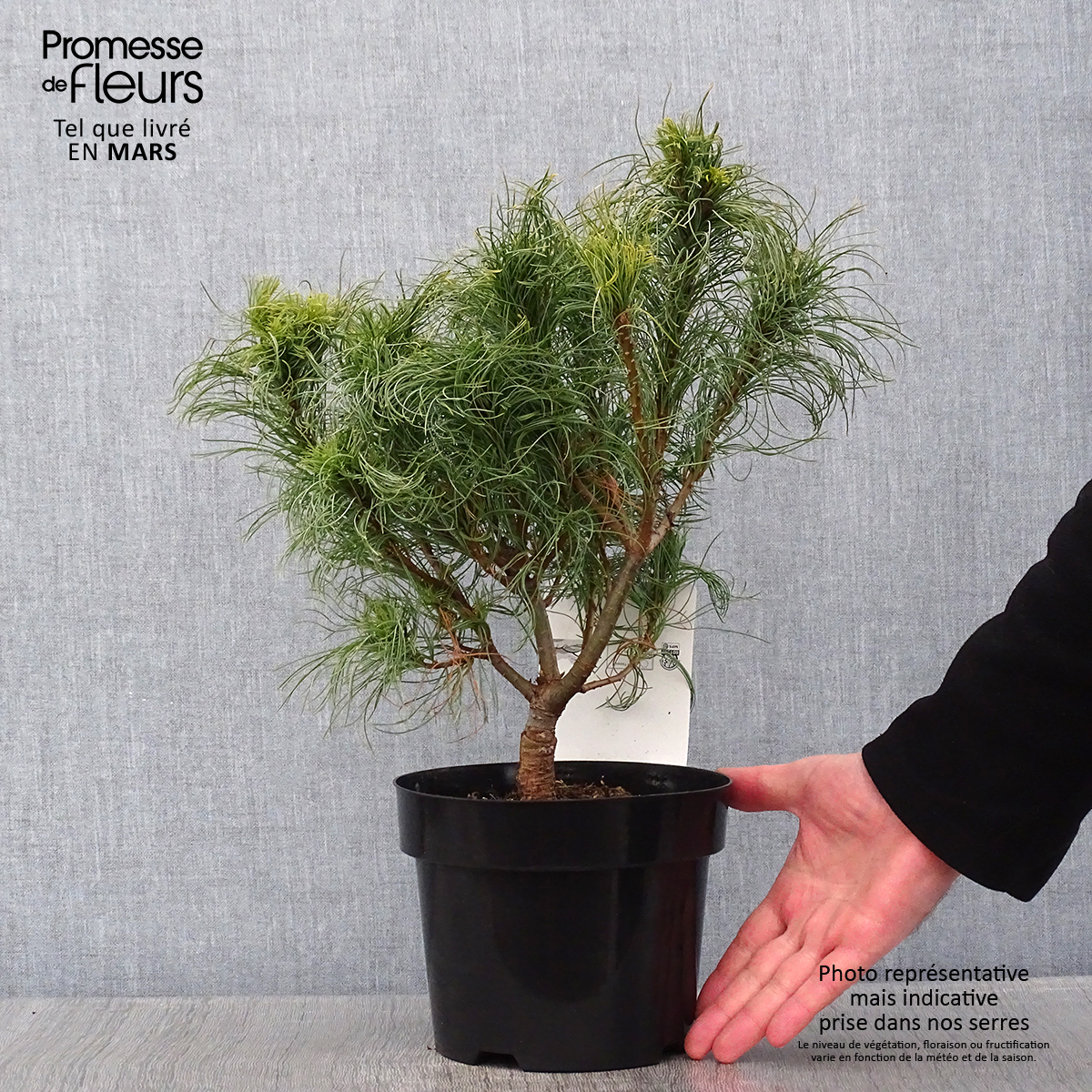 Pinus strobus Tiny Kurls Pin de Weymouth nain à longues aiguilles frisées — free download