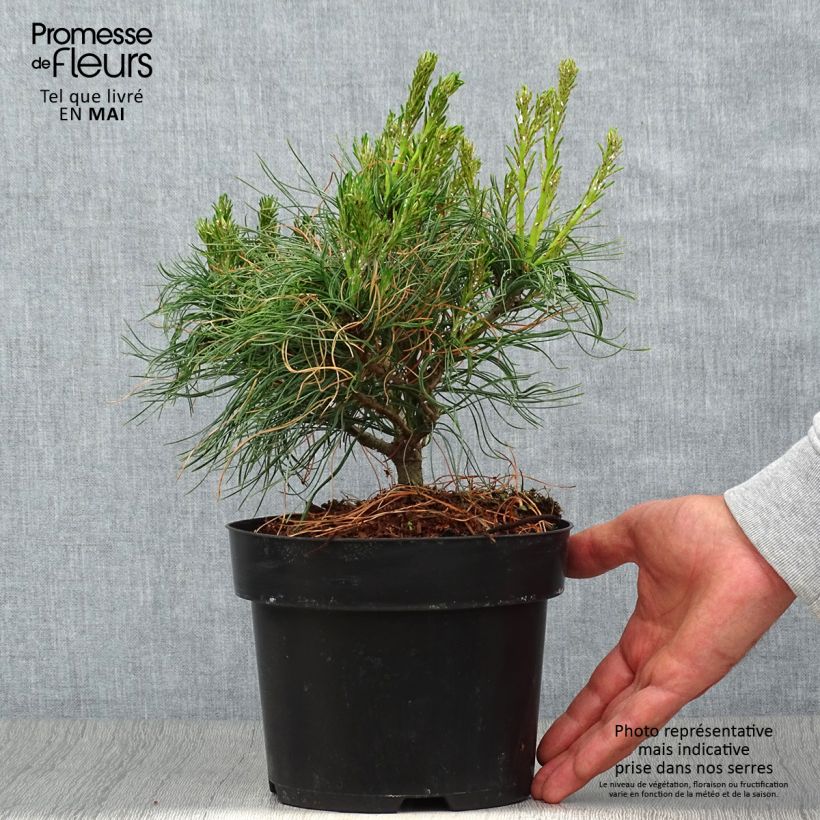 Spécimen de Pin Weymouth - Pinus strobus Tiny Kurls tel que livré au printemps