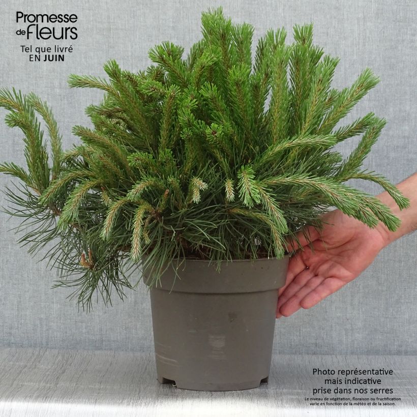 Example of Pin à crochets ou Pin de Briançon - Pinus uncinata as you get in ete