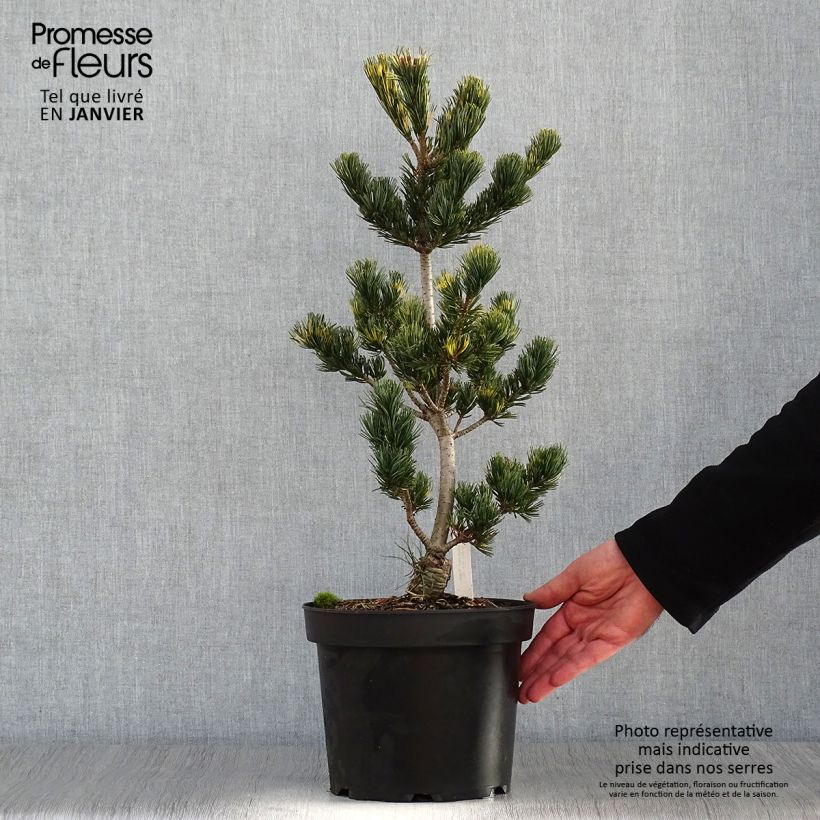 Spécimen de Pin blanc du Japon - Pinus parviflora Fukai  tel que livré en hiver