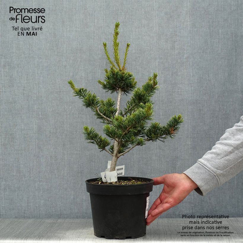 Spécimen de Pin blanc du Japon - Pinus parviflora Fukai  tel que livré au printemps