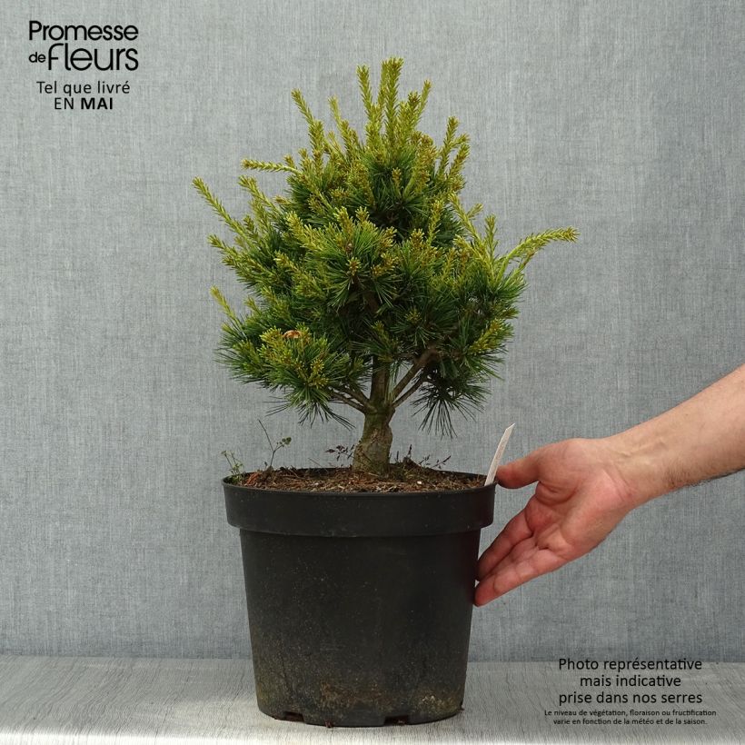 Spécimen de Pin blanc du Japon - Pinus parviflora Kokuho                      tel que livré au printemps