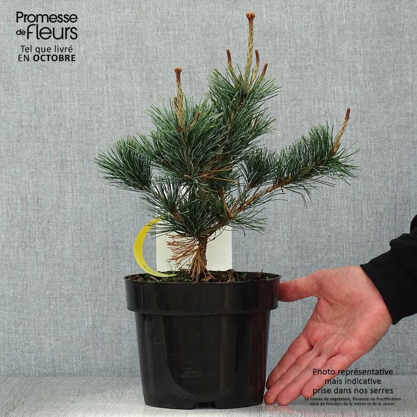 Spécimen de Pinus parviflora Negishi - Pin blanc japonais tel que livré en automne