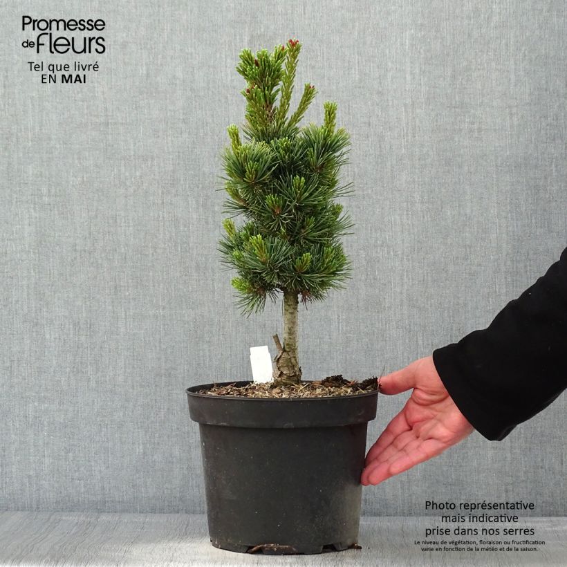 Spécimen de Pin cembro nain - Pinus cembra Compacta Glauca                   Pot de 4L/5LHauteur livrée env. 30/40cm tel que livré au printemps