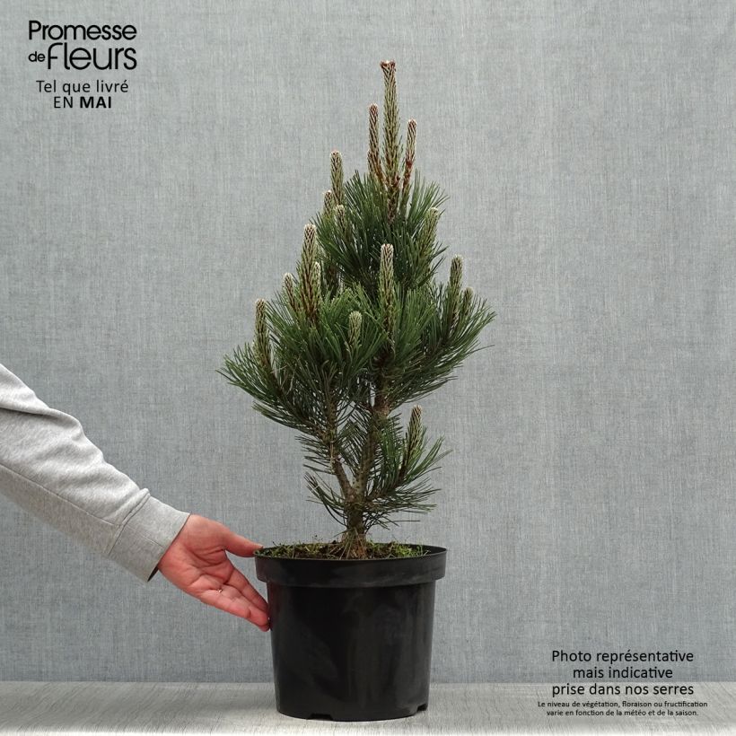 Spécimen de Pin de Bosnie - Pinus heldreichii Malinkii tel que livré au printemps