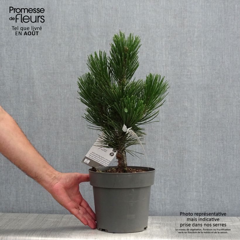 Example of Pin de Bosnie - Pinus heldreichii (leucodermis) Little Dracula as you get in ete
