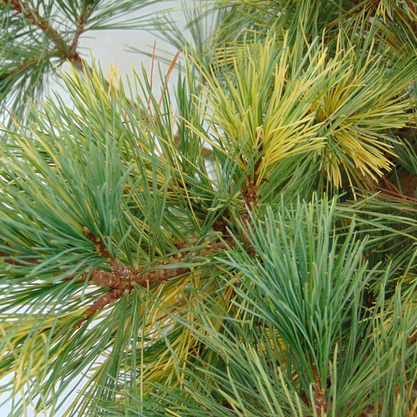 Pin de Macédoine - Pinus peuce Aureovariegata                       (Feuillage)