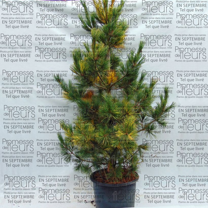 Exemple de spécimen de Pin de Macédoine - Pinus peuce Aureovariegata                       tel que livré