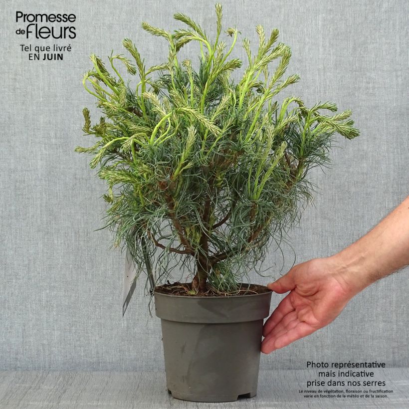 Spécimen de Pin de Weymouth nain - Pinus strobus Green Twist tel que livré en ete