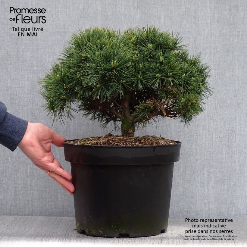 Spécimen de Pin de Weymouth nain - Pinus strobus Minuta tel que livré au printemps
