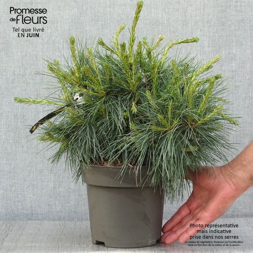 Example of Pin de Weymouth nain - Pinus strobus Niagara Falls as you get in ete