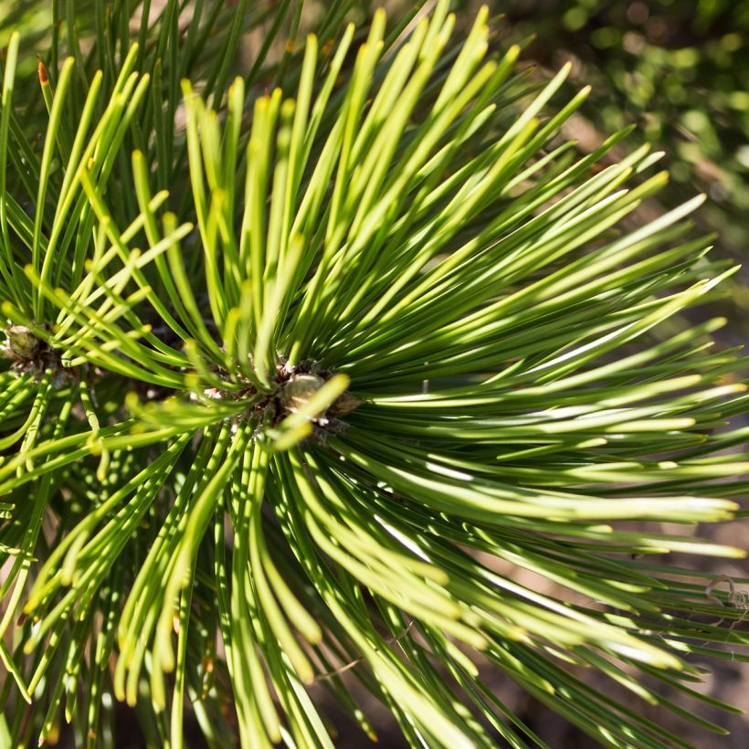 Pin de bosnie - Pinus heldreichii (leucodermis) Compact Gem (Feuillage)
