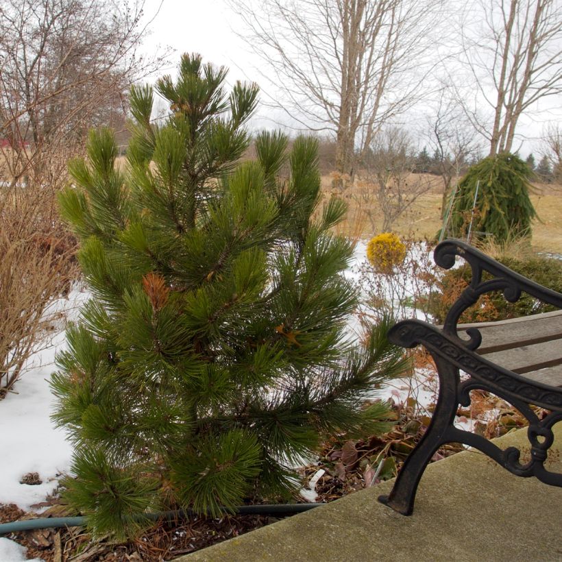 Pin de bosnie - Pinus heldreichii (leucodermis) Compact Gem (Port)