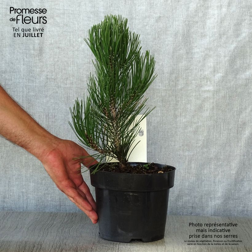 Spécimen de Pin de bosnie - Pinus heldreichii (leucodermis) Compact Gem Pot de 2L/3L tel que livré en été