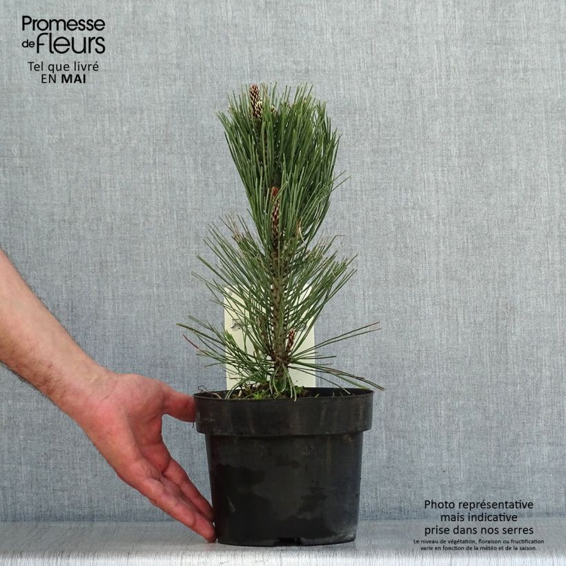 Spécimen de Pin de bosnie - Pinus heldreichii (leucodermis) Compact Gem en pot de 2/3L tel que livré au printemps