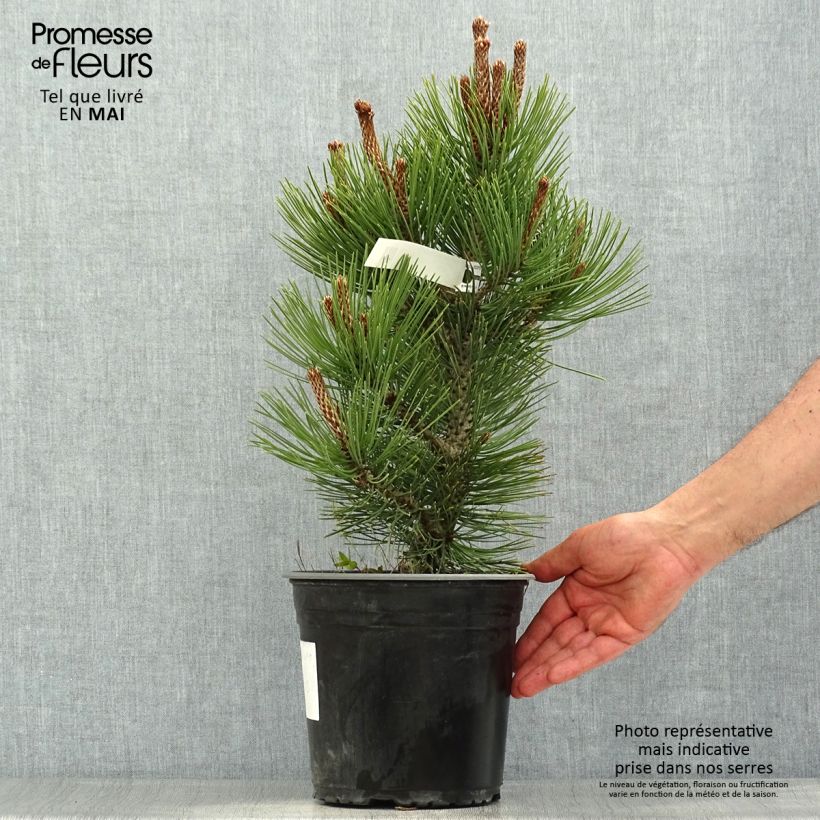 Spécimen de Pin de bosnie - Pinus heldreichii (leucodermis) Compact Gem en pot de 4L/5L tel que livré au printemps
