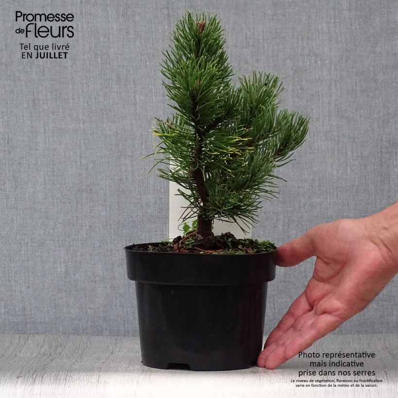 Spécimen de Pin de montagne - Pinus mugo Carsten's Wintergold Pot de 2L/3L tel que livré en été