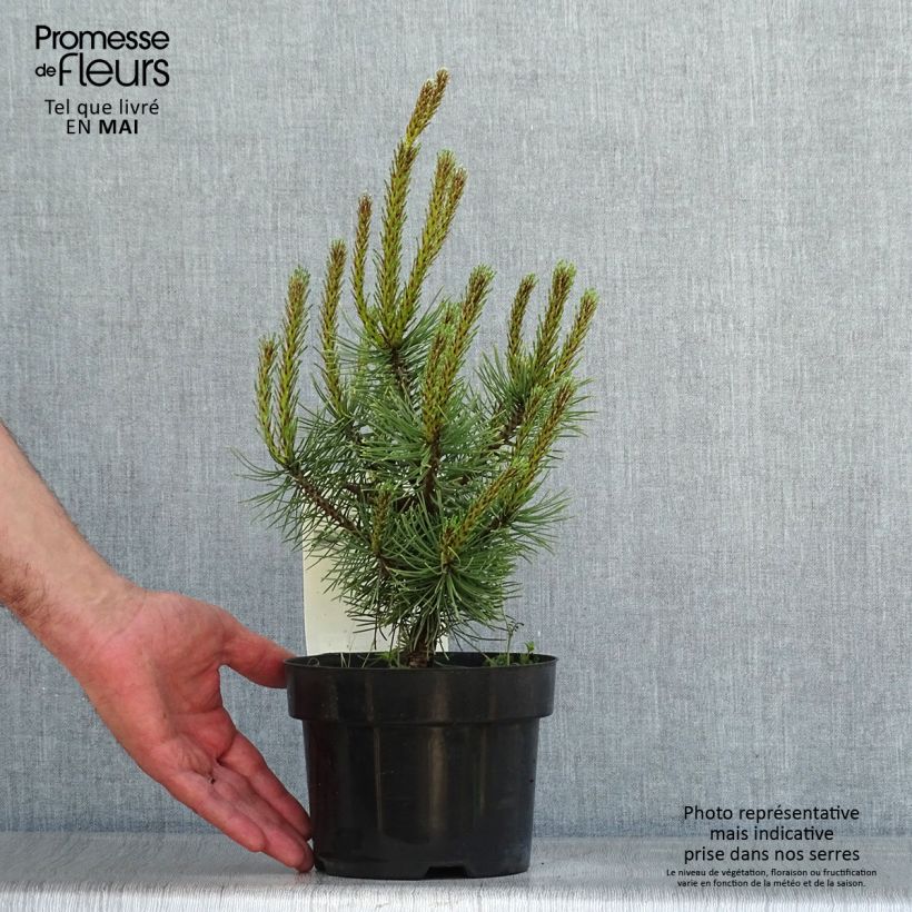 Spécimen de Pin de montagne - Pinus mugo Carsten's Wintergold tel que livré au printemps
