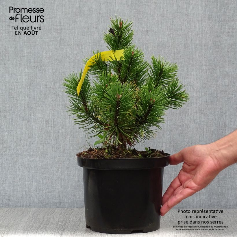 Spécimen de Pin de montagne - Pinus mugo Carsten's Wintergold Pot de 4L/5L tel que livré en été