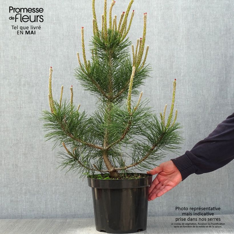 Spécimen de Pin de montagne - Pinus mugo Gnom tel que livré au printemps