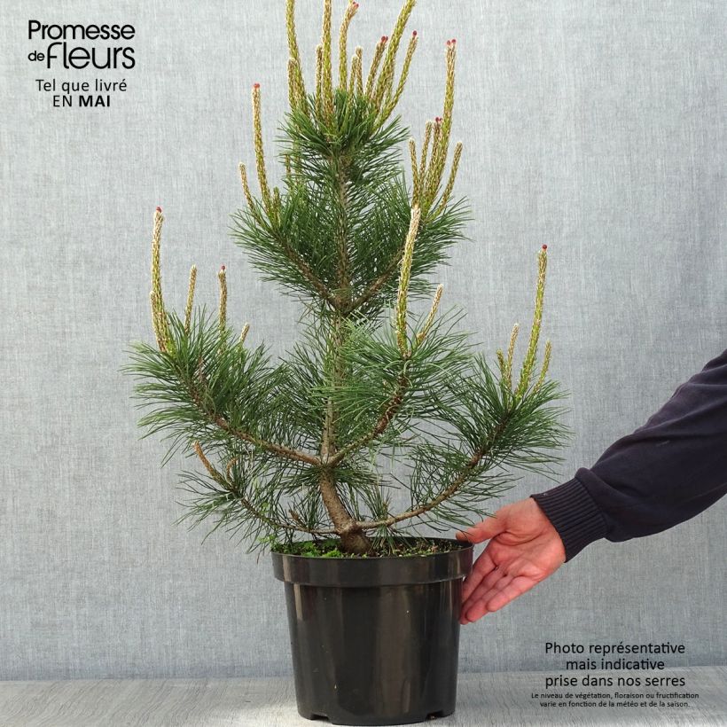 Spécimen de Pin de montagne - Pinus mugo Gnom en pot de 7,5L/10L tel que livré au printemps