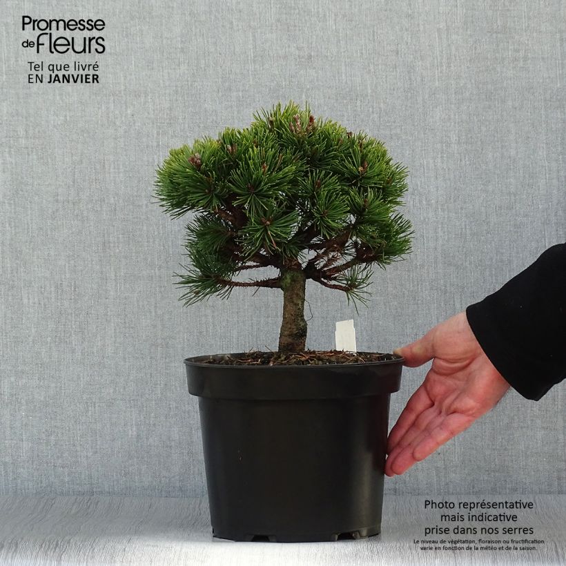 Spécimen de Pin de montagne - Pinus mugo Lilliput                        tel que livré en hiver
