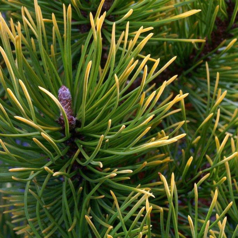 Pin de montagne - Pinus mugo Mops Gold (Feuillage)