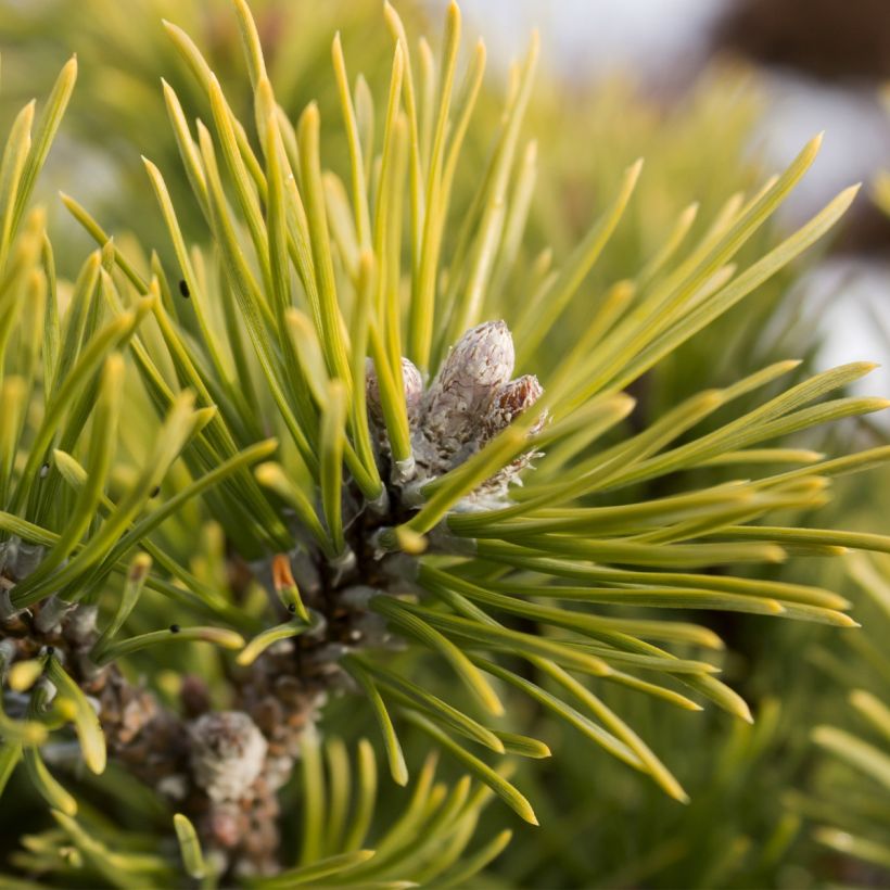 Pin de montagne - Pinus mugo Mops Gold (Récolte)