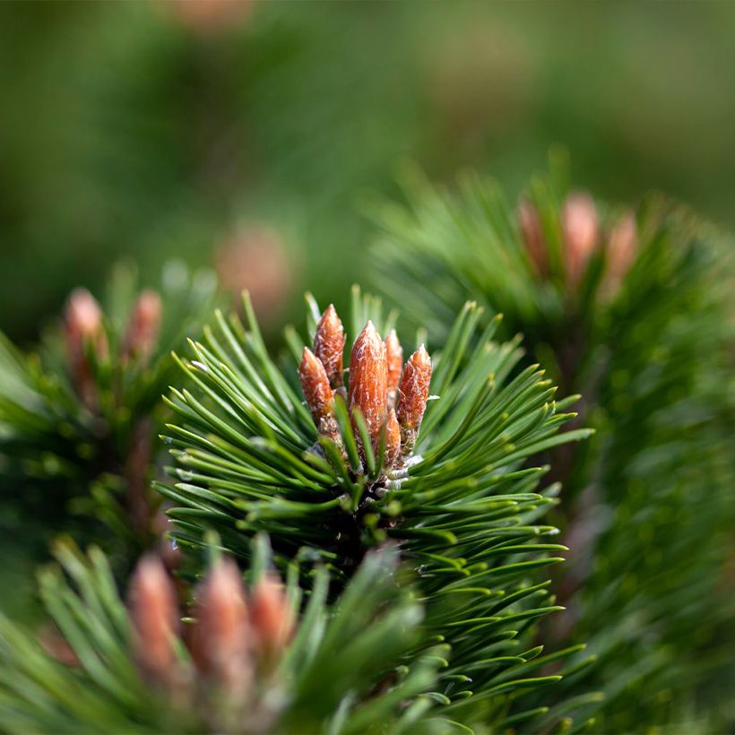 Pin de montagne - Pinus mugo Mumpitz (Feuillage)
