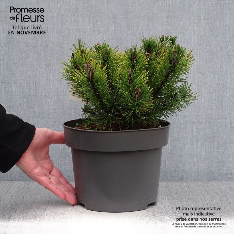 Spécimen de Pin de montagne - Pinus mugo Ophir Pot de 2L/3L tel que livré en automne