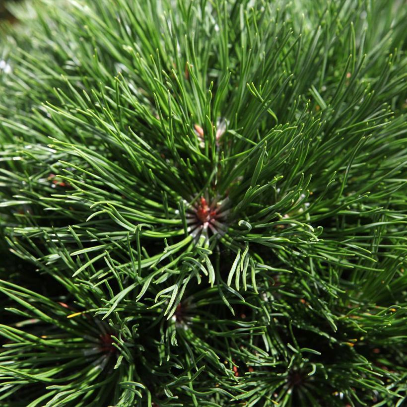 Pin de montagne - Pinus mugo Varella (Feuillage)