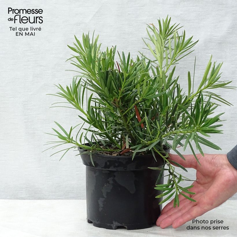 Spécimen de Pin des bouddhistes - Podocarpus macrophyllus tel que livré au printemps