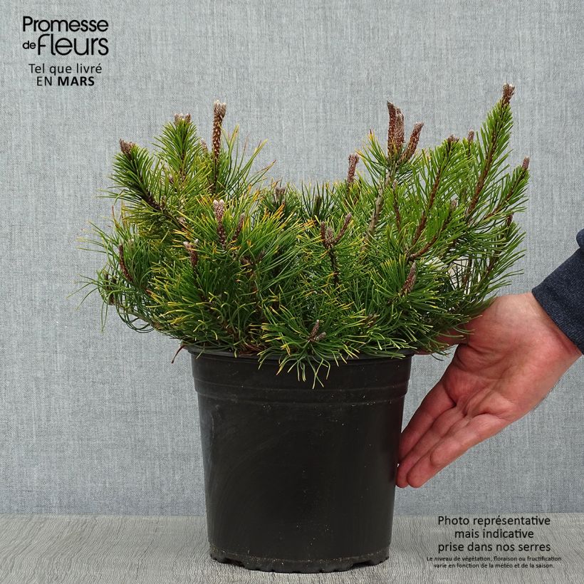 Spécimen de Pin des montagnes - Pinus mugo mughus tel que livré en hiver