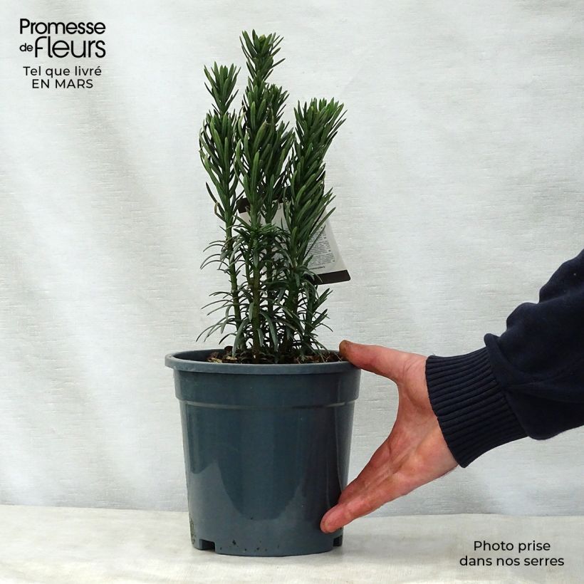 Spécimen de Pin japonais à queue de vache - Cephalotaxus harringtonia Fastigiata tel que livré au printemps