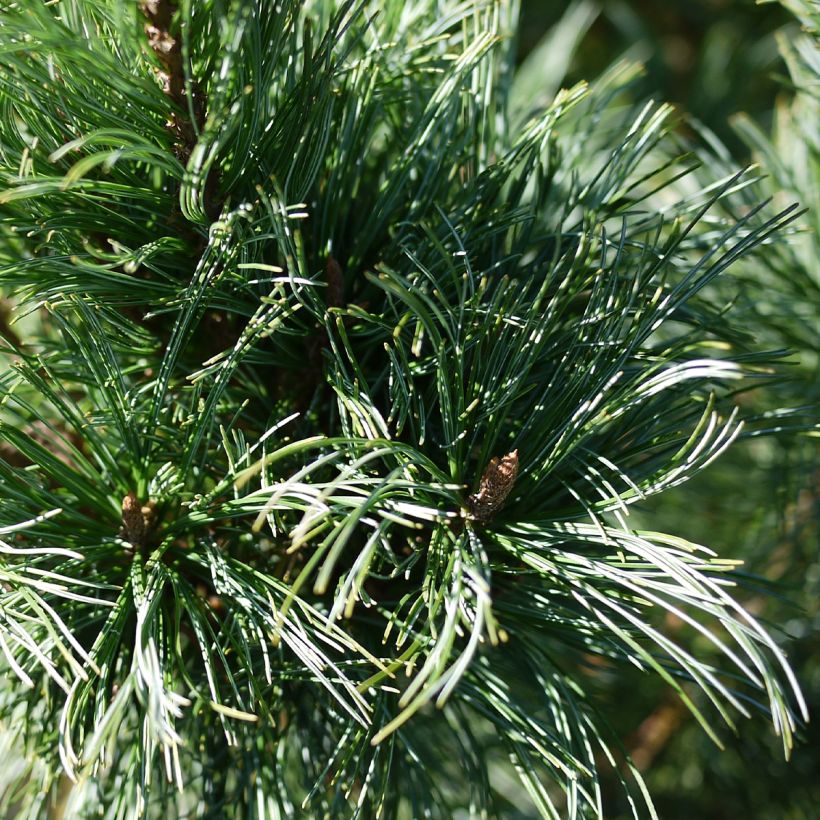 Pin nain de Sibérie - Pinus pumila Glauca (Feuillage)