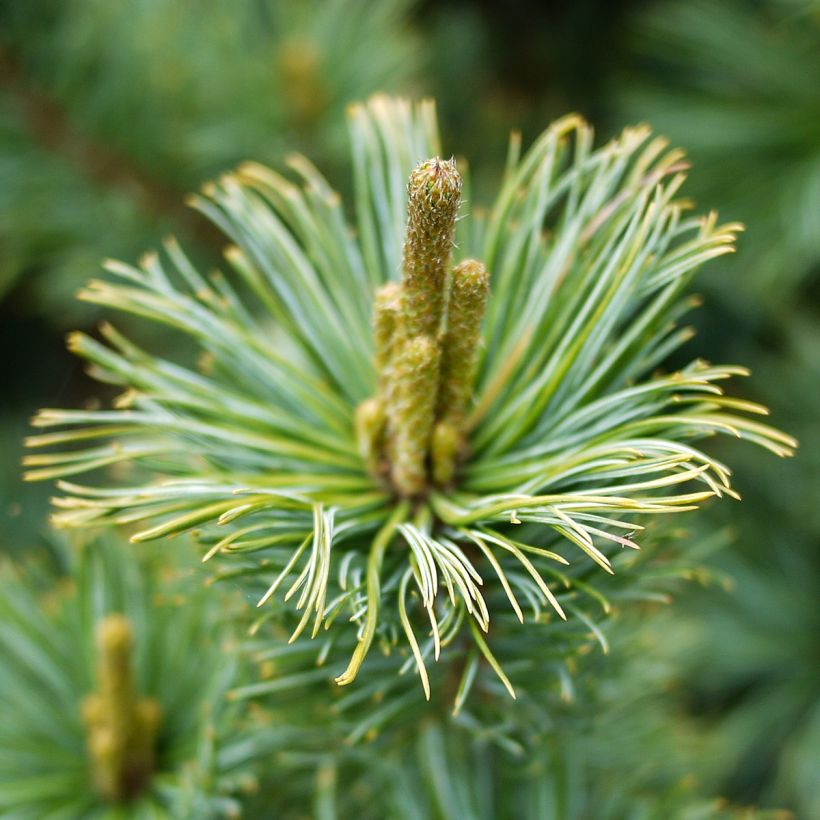 Pin nain de Sibérie - Pinus pumila Glauca (Floraison)