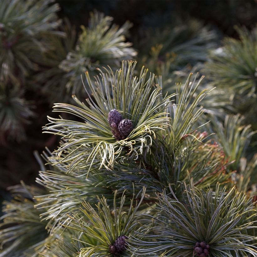 Pin nain de Sibérie - Pinus pumila Glauca (Récolte)