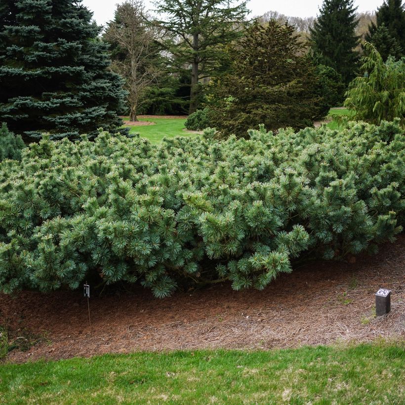 Pin nain de Sibérie - Pinus pumila Glauca (Port)